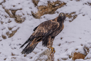 White Tailed Eagle (Haliaeetus albicilla)  Also known as the ern, erne, gray eagle, Eurasian sea eagle and white-tailed sea-eagle. Wings Spread. Poland, Europe. Birds of prey.