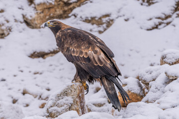 White Tailed Eagle (Haliaeetus albicilla)  Also known as the ern, erne, gray eagle, Eurasian sea eagle and white-tailed sea-eagle. Wings Spread. Poland, Europe. Birds of prey.