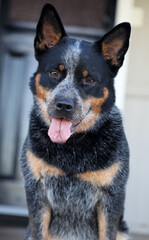 Closeup of beautiful Australian Cattle Dog also known as a Blue Heeler with perfect markings