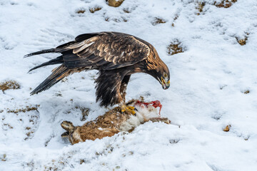 White Tailed Eagle (Haliaeetus albicilla)  Also known as the ern, erne, gray eagle, Eurasian sea eagle and white-tailed sea-eagle. Wings Spread. Poland, Europe. Birds of prey.