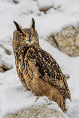 Bubo Bubo owl portrait in nature