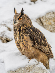 Bubo Bubo owl portrait in nature