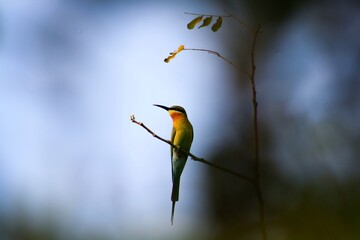 kingfisher on branch