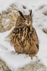Bubo Bubo owl portrait in nature