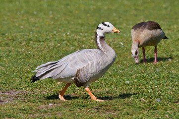Feral Bar-headed (Anser indicus) and Feral Egyptian (Alopochen aegyptiacus) Geese in park, Keil, Schleswig-Holstein, Germany