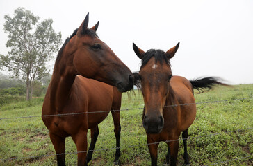 Obraz na płótnie Canvas Beautiful brown chestnut horses in field of green grass in the countryside Queensland Australia