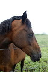 Obraz premium Beautiful brown chestnut horses in field of green grass in the countryside Queensland Australia