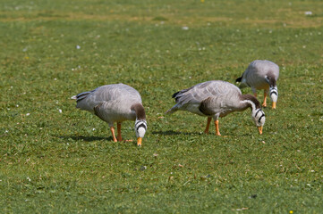 Feral Bar-headed Geese (Anser indicus) in park, Keil, Schleswig-Holstein, Germany
