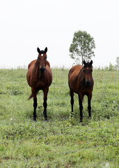 Beautiful brown chestnut horses in field of green grass in the countryside Queensland Australia