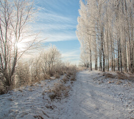 Obraz na płótnie Canvas winter landscape in the forest