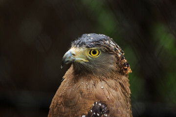 close up of a hawk