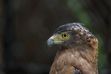 close up of a hawk