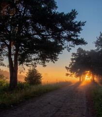 sunset in the forest