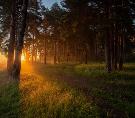 Fototapeta premium morning in the woods