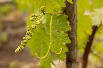 Unripe, young wine grapes in vineyard in early summer.