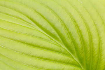 Green leaf surface with natural pattern in the garden.