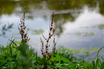 vegetación en la orilla de un río