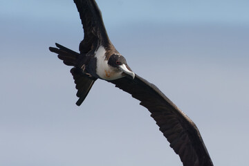 Female Great Frigatebird (fregata minor) flying - San Cristobal Island, Galapagos
