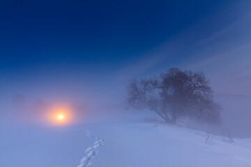 Winter night landscape with a path, fog, and a tree