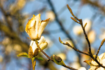 blossoming magnolia on a sunny day. beautiful nature background in springtime. white flowers on the branches in evening light