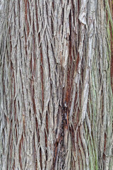 Cupressus lusitanica. Cypress bark cracked vertically.