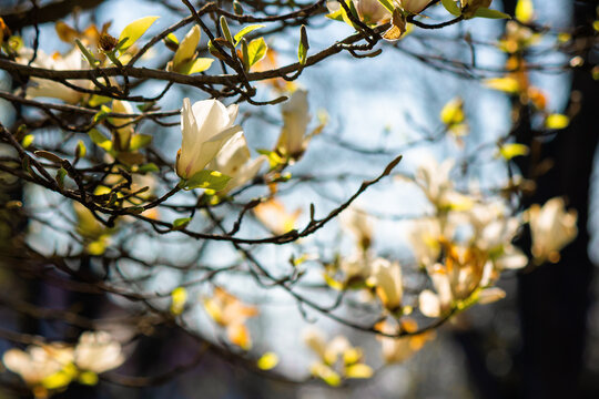 blossoming magnolia on a sunny day. beautiful nature background in springtime. white flowers on the branches in evening light