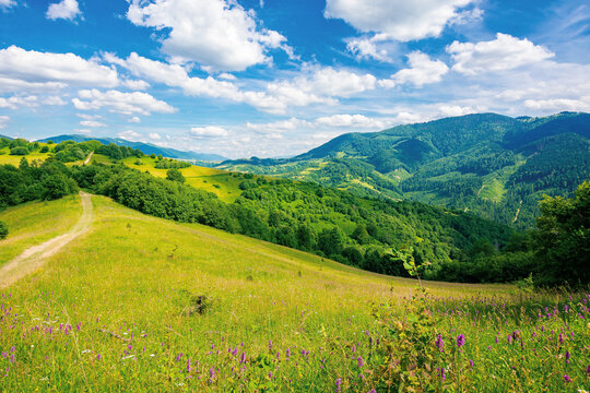 road through pasture on the hill in summer. beautiful rural landscape of carpathian mountains on a sunny day. wonderful summer weather with fluffy clouds on the sky