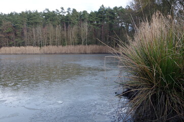 landschaft mit see und wald im winter ohne schnee
