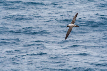 Light-mantled Albatross (Phoebetria palpebrata) in South Atlantic Ocean, Southern Ocean, Antarctica
