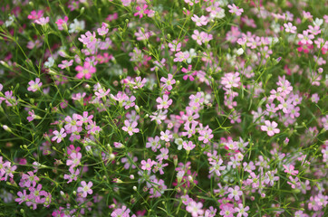 Obraz na płótnie Canvas pink flowers and green leaves with blur