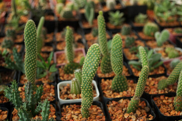baby cactus in pot with daylight and blur