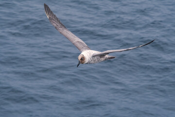 Light-mantled Albatross (Phoebetria palpebrata) in South Atlantic Ocean, Southern Ocean, Antarctica