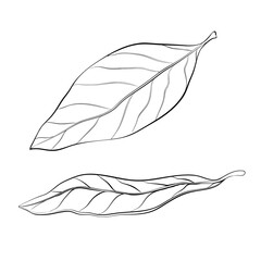 hand drawn bay leaves vector illustration isolated on white. sketch of dry bay leaf set. outline doodle style. dry seasoning laurel. organic, Cooking flavor ingredient, condiment. great for design.