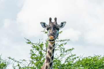 Close-up of a young giraffe.