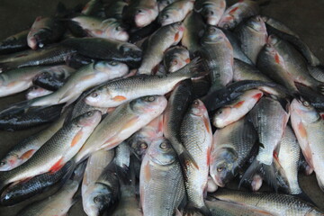 freshly caught fish sale in india fish harvesting and selling in indian fish super market