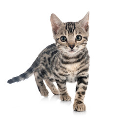 Obraz premium bengal kitten in studio
