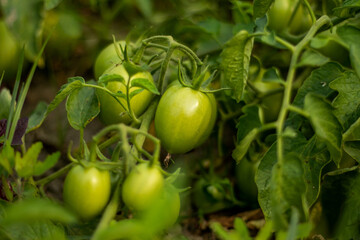 Tomatoes are fruits that are considered vegetables by nutritionists