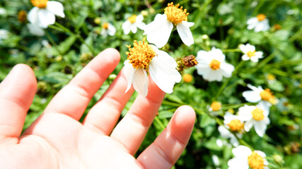 The little girl's hand was picking up the white flowers on the green bush.Little girl hand holding white flower on green bush.