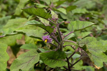 The Eggplant or brinjal or Solanum melongena flower