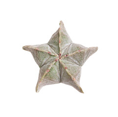 Cactus isolated on white background 