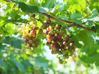 Black Opor Grapes It is a seedless grape with a special flavor that is popular. Of consumers today