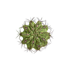 Cactus isolated on white background 