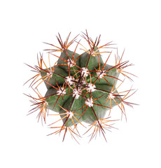 Cactus isolated on white background 