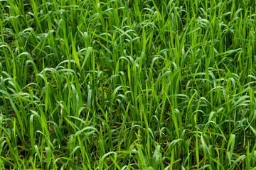 Wheat flour and Taxonomic green and yellow crop field