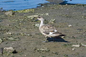 Crested Duck (Lophonetta specularioides) in Ushuaia area, Land of Fire (Tierra del Fuego), Argentina