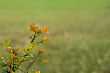 Light red and green grass leaf bokeh effect