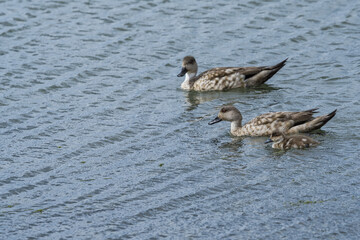 Crested Duck (Lophonetta specularioides) with ducklings in Ushuaia area, Land of Fire (Tierra del Fuego), Argentina