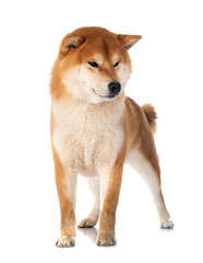 shiba inu in studio