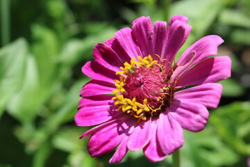 Obraz premium bee on pink flower