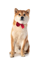 shiba inu in studio